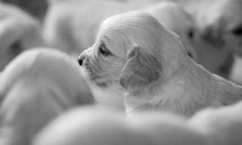 Comment doit-on contrôler les importations de chiots d'Europe de l'Est ?