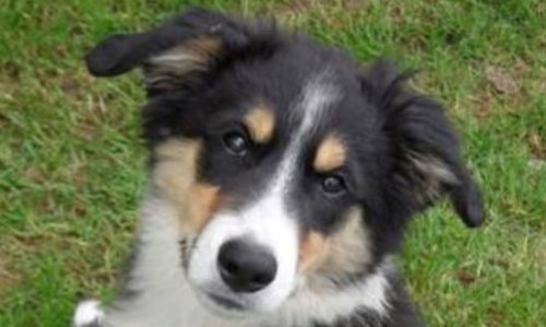 Quelle(s) peine(s) souhaiteriez-vous pour l'auteur de l'acte de cruauté sur le chiot Kinder ?