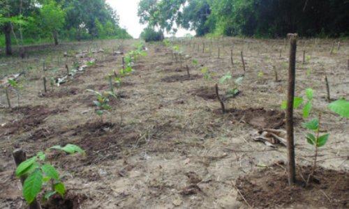 Êtes-vous pour la plantation de plusieurs centaines de milliers d'hectares en Amazonie ?