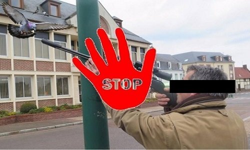 Faut-il abattre les pigeons à Sablé-sur-Sarthe ?
