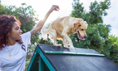 Seriez-vous intéressés par l'ouverture d'un parc de loisirs pour chien dans les Bouches-du-Rhône ?