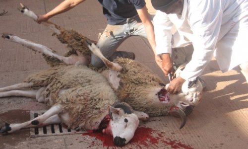 Êtes-vous pour ou contre l'abattage rituel halal sans étourdissement ?