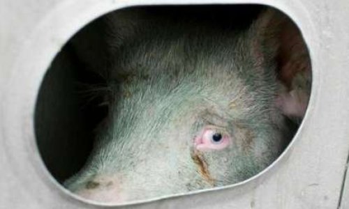 Jusqu'à quel point respectez-vous les animaux, êtres doués de sentience et possédant des droits fondamentaux inaliénables ?