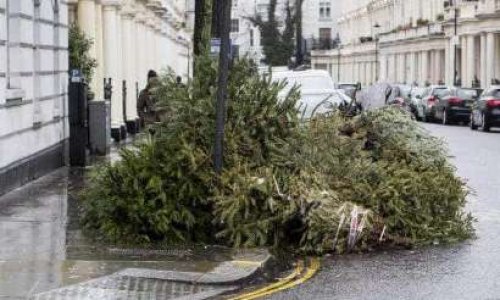 En 2019 pour décorer Noel, seriez-vous prêts à renoncer à l'achat d'un sapin naturel coupé ?