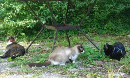 Etes-vous pour la création de parcs verts félins (pour les chats) dans les grandes villes de France ?