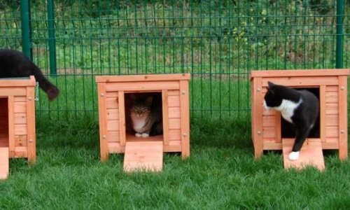 Etes-vous pour la création d'abris pour les chats libres dans les grandes villes de France ?