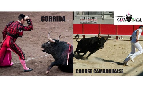 Remplacer la corrida par une course camarguaise à Lunel, OUI ou NON ?