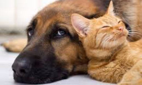 Connaissez-vous la capture positive pour votre chien ou chat ?