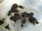 Pour ou contre la fermeture de Savannah / Reptiles Planet