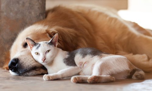 REVENDICATIONS adressées au Ministre de l'Agriculture, Emmanuel Macron, SPA . Est -ce que vous êtes d'accord ?