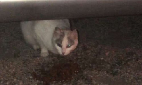 Seriez-vous favorables à la création d'un sanctuaire en faveur des chats errants de Barlin ?