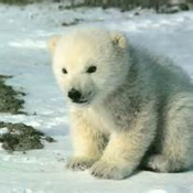 Voulez-vous agir pour protéger les animaux ?