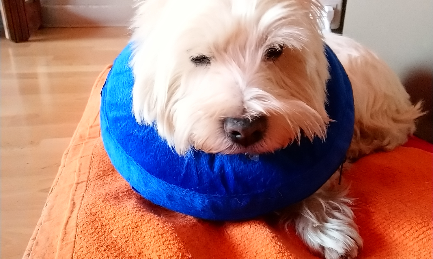 Etes-vous pour une baisse de TVA pour réduire les tarifs vétérinaires ?