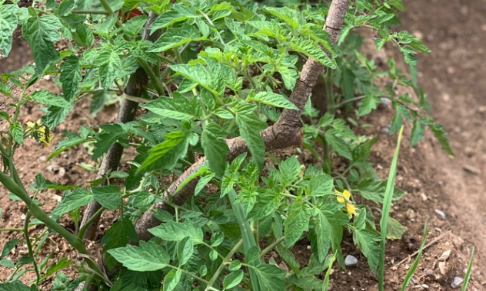 Êtes-vous favorables à produire, dans un jardin ou une ferme de proximité, vos propres fruits et légumes ?