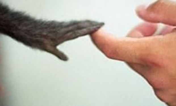 Êtes-vous favorable à la création d'une Fédération Française de la Cause animale (FFCA) ?