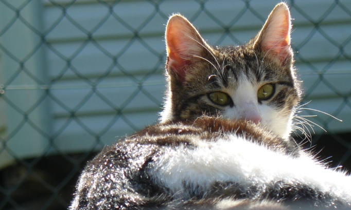 Un refuge d'animaux, pour vous c'est :