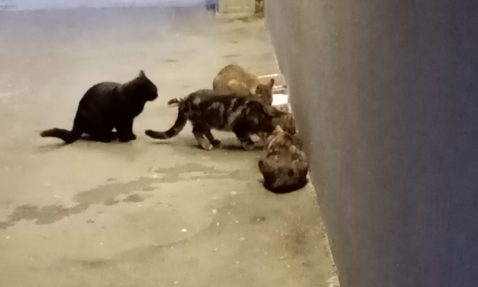 Un toit pour les chats errants du quartier clou bouchet niort