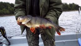 Etes-vous pour ou contre la pêche à la carpe de nuit sur la Houlle dans le P-d-C ?