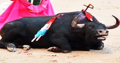 Êtes vous Pour ou Contre l’inscription de la Corrida au patrimoine culturel Français?