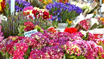 Pensez vous que les fleuristes doivent-être payés plus pour chaque dimanche travaillé ?