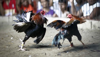 Etes-vous pour ou contre les combats de coqs à Saint-Amand-les-Eaux (59) ?