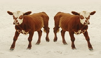 Que pensez-vous du clonage fait par les scientifiques  chez les animaux ?