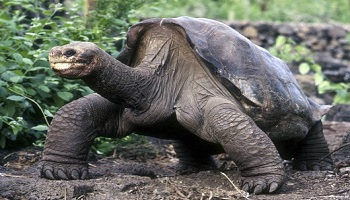 Les scientifiques veulent faire revivre des espèces éteintes,qu'en pensez-vous ?