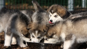 Que pensez-vous du métier d'éleveur canin (élevages de chiens de races) ?