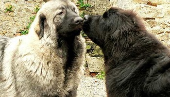 Etes vous pour ou contre les saillies pour chiens ou chats des particuliers dans les petites annonces ?