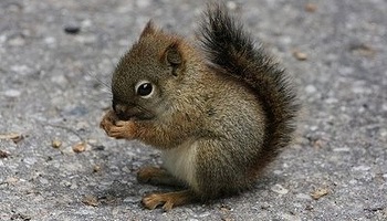 Aimez-vous les animaux ?