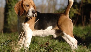 Etes-vous pour la fermeture du plus grand élevage d'Europe de chiens situé à Mézilles (France), destinés à l’expérimentation animale?