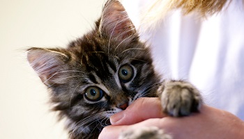 Pensez-vous que castrer les chiens et les chats errants et domestiques dès qu'ils sont adultes doit être obligatoire ?