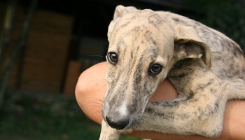 J'ai adopté un lévrier via une association. Il a une fracture non ou mal soignée. Dois-je porter plainte ?