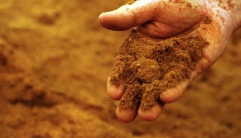 Selon vous, la France doit-elle réintroduire les farines animales ?