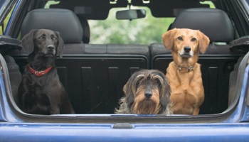 Partez-vous en vacances avec ou sans votre compagnon ?