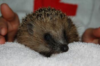 Au vue de l'augmentation des situations de maltraitance sur les animaux en France, êtes-vous pour une police des animaux ?