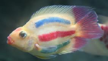 Saviez-vous que certains animaux d'animalerie reçoivent des injections de pigments directement dans la peau afin de leur donner une coloration homogène, réduisant considérablement leur espérance de vie ?