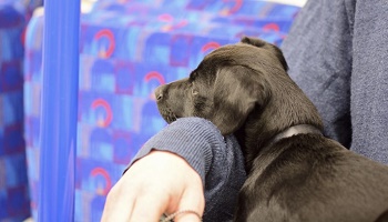 Trouvez-vous que les animaux sont bien acceptés dans les transports (avion, bus, tramway, métro, etc) ?