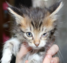 SAUVEZ DES ANIMAUX, cela ne vous coute RIEN juste un peu de temps tous les jours