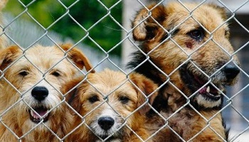 Pensez-vous que la SPA est à la hauteur de sa mission ?