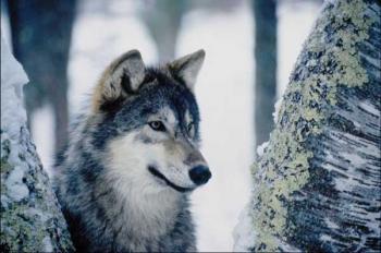 Pour ou contre l'abattage des loups en France ?