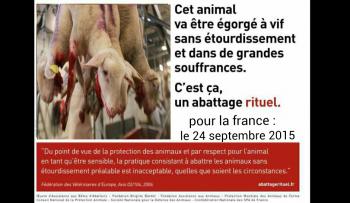 Etes-vous contre les abattages rituels ?