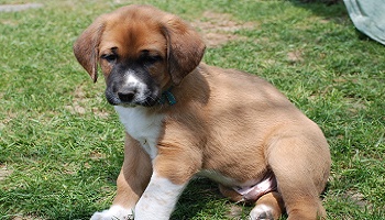 Pour détenir et acquérir des chiens croisés,doit-on responsabiliser les propriétaires ?