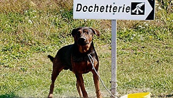 La vente de portée complète de chiots est interdite aux particuliers, croyez-vous que cela va diminuer les abandons ?