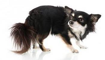 Ne plus effrayer les animaux pour l'amusement de la télé :