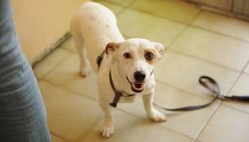 En Suisse : 100€ de taxe annuelle par chien et obligation de ramasser les crottes sous peine de PV. Une idée à suivre par toutes les mairies de France afin de faire baisser la taxe foncière ?