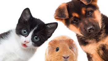 Faut-il créer un service de famille d'accueil à la SPA en attendant une vraie famille ?