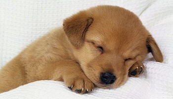 Interdire la vente de chiots au particulier évitera-t-il les abandons ?