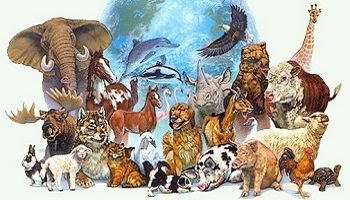 Quel animal préférez-vous?