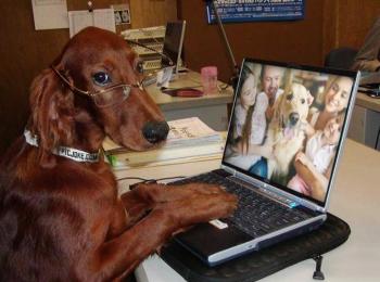 Que pensez-vous de l'ordonnance sur la vente des chiens et des chats sur Internet ?